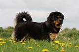 DOGUE DU TIBET 236